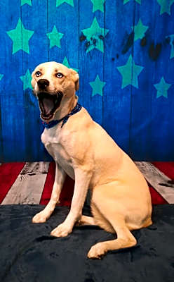 Photo of Harlow #image