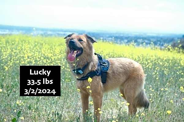 Photo of Lucky #image