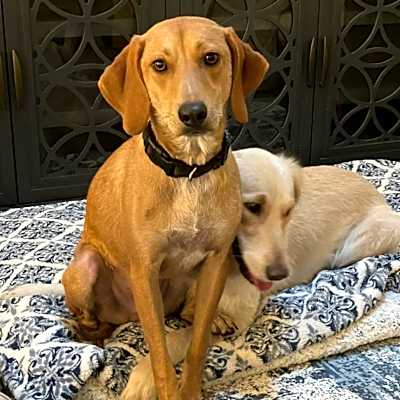 Photo of Hudson #image