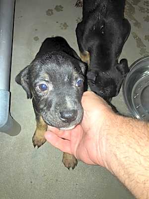 Photo of FRANKIE #image