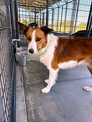 Photo of Lasso #image