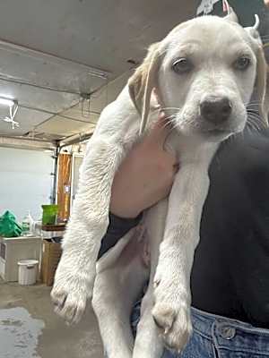 Photo of Paisley (Pretty) #image