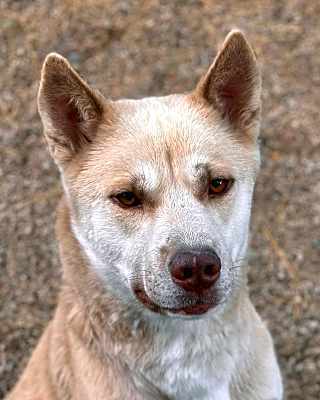 Photo of Oso #image