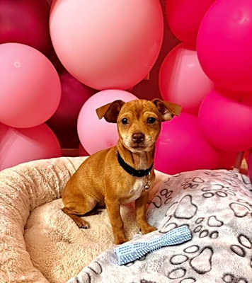 Photo of Capone pup #image
