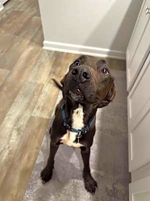 Photo of Cooper #image