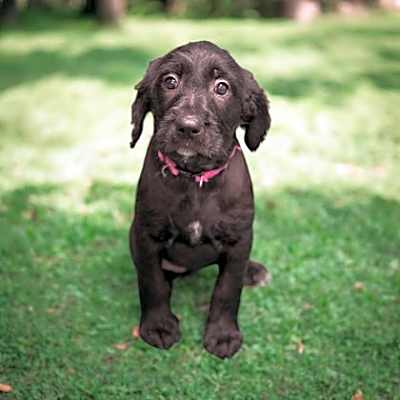 Photo of Sweet Tart #image