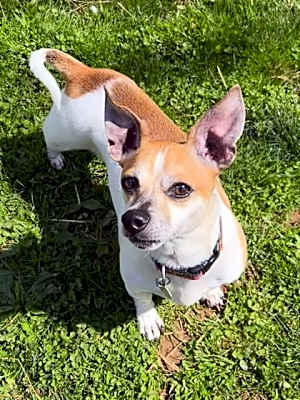 Photo of Brutus #image