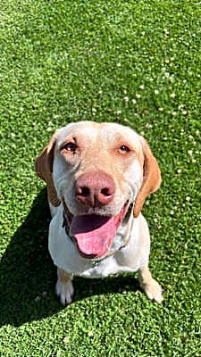 Photo of Sandy #image
