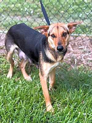 Photo of Stella #image