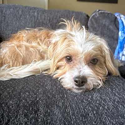 Photo of Sugar #image