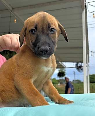 Photo of Whiskey #image