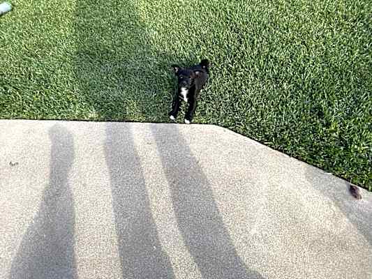 Photo of No Name- Puppy #image