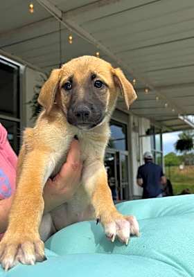 Photo of Brandy #image