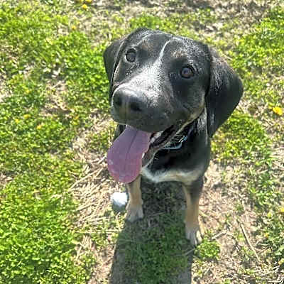 Photo of Romeo #image