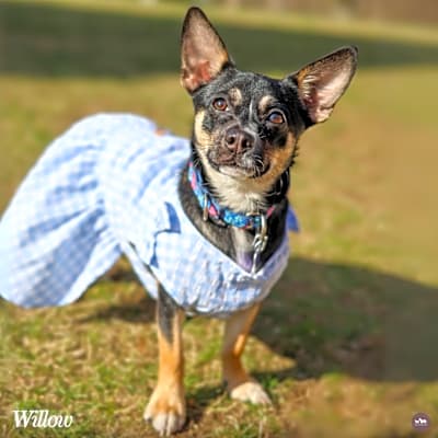 Photo of Willow #image