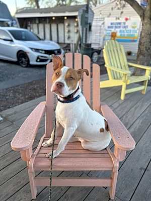 Photo of Josie (Dog of the Month) #image