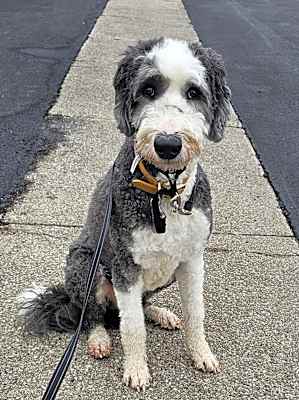 Photo of Bernie #image
