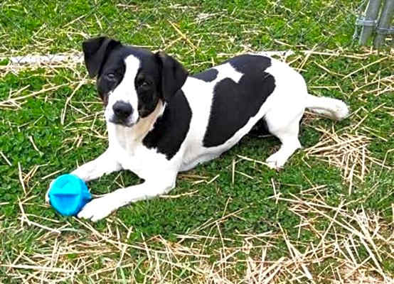 Photo of Daisy #image