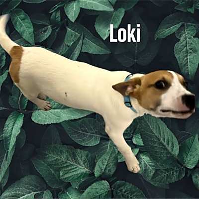 Photo of Loki #image