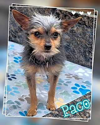Photo of Paco #image
