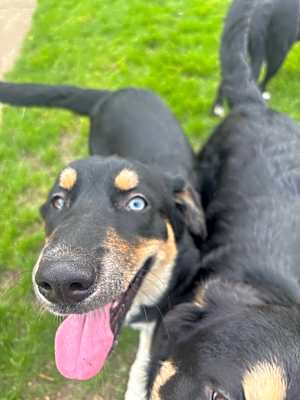 Photo of Rosie (Rosie, Daisy and Sprout) #image
