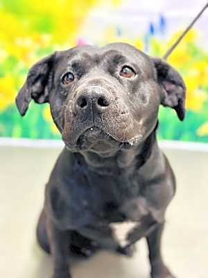 Photo of Daisy #image