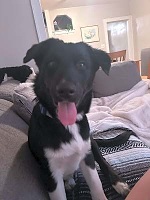 Photo of Daisy (Rosie, Daisy and Sprout) #image