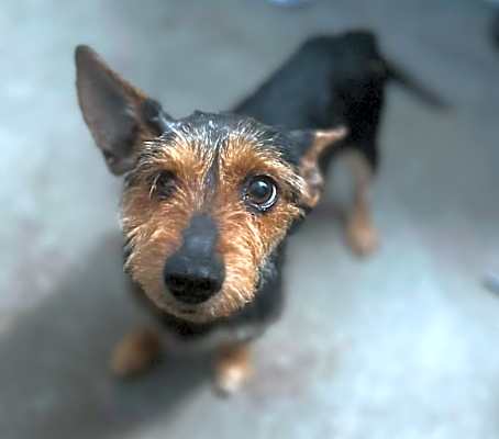 Photo of Bentley #image