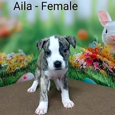Photo of NY Aila Avail April 26 #image