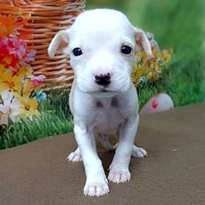Photo of NY Aiden (Foster Carmel) #image