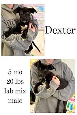 Photo of Dexter #image