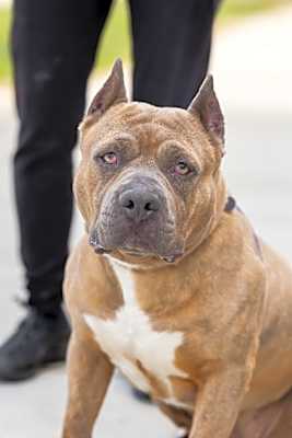 Photo of Boone #image