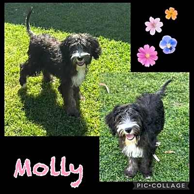 Photo of Molly #image