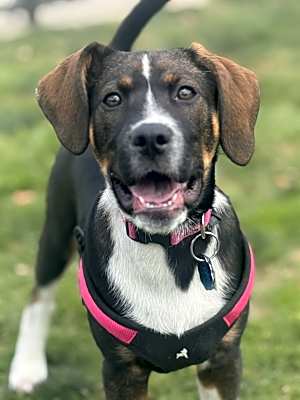 Photo of Daisy #image