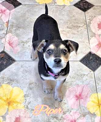 Photo of Piper #image