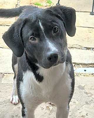 Photo of Bronco #image