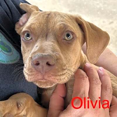 Photo of Olivia 2 Talbot #image