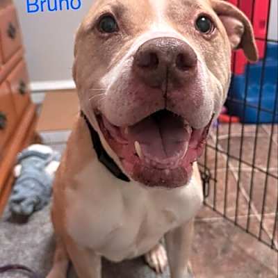 Photo of Bruno Bear Philly #image