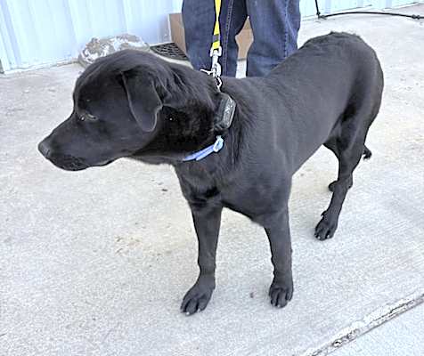 Photo of Bubba #image