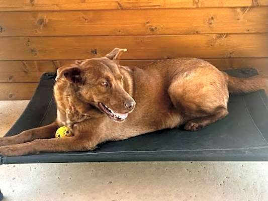 Photo of Ginger #image