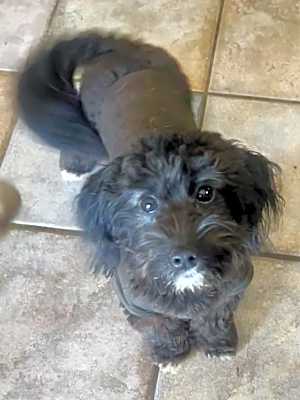 Photo of Millie #image