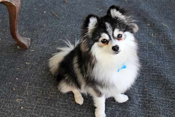 Photo of Papi #image