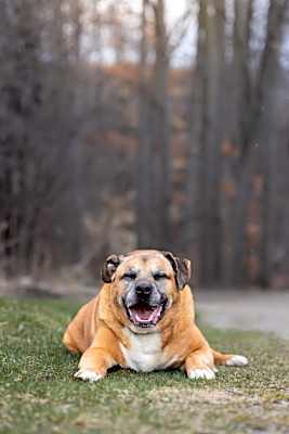 Photo of Bubby - Kitchener #image