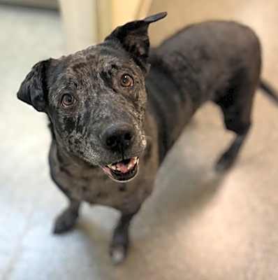 Photo of Moxie #image