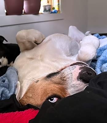 Photo of Goose #image