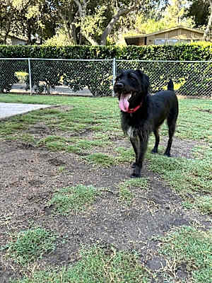 Photo of Merlin #image