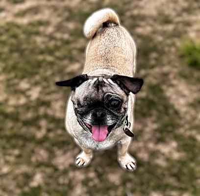 Photo of Chiquita #image