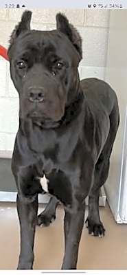 Photo of Axel #image