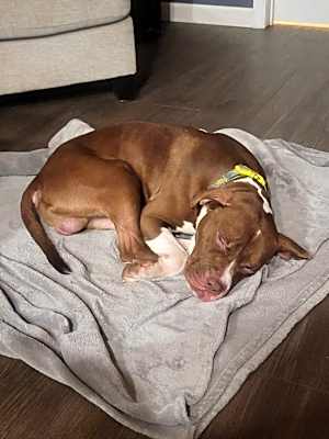 Photo of Dax #image