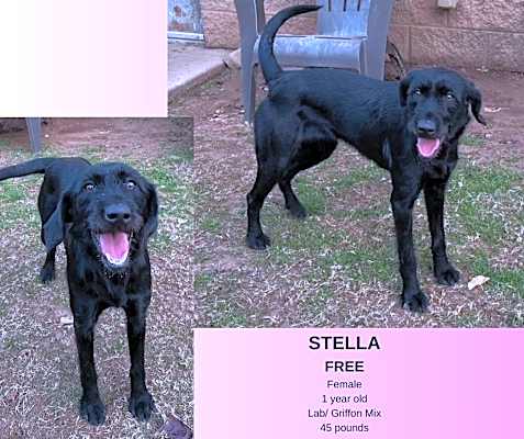 Photo of Stella #image